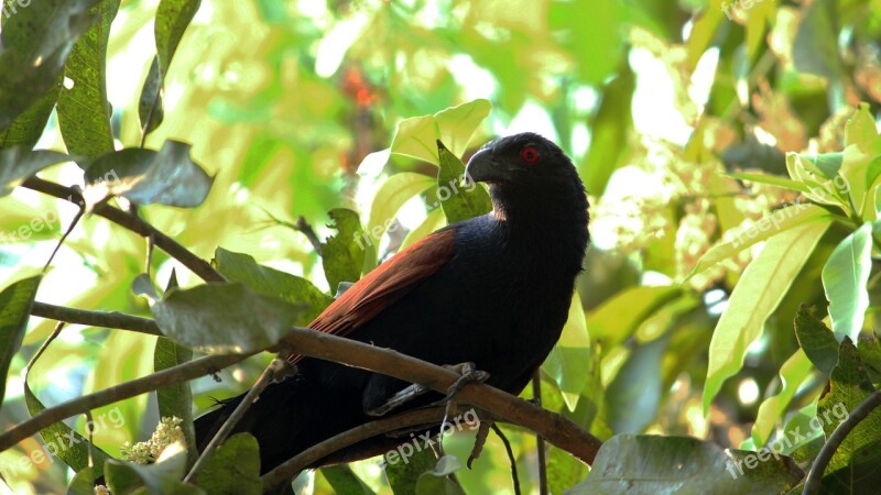 Cuckoo Bird Pheasant Black Nature