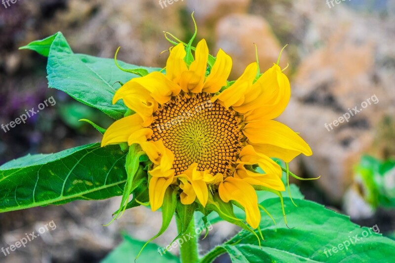 Flower Sunflower Sunflowers Flowers Yellow