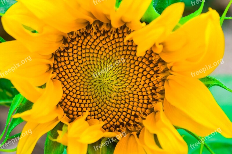 Sunflowers Flower Sunflower Flowers Yellow