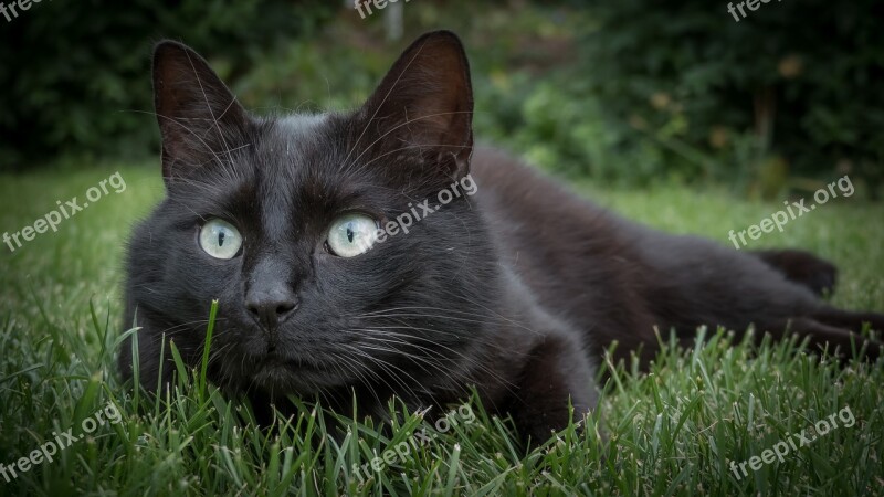 Cat Animal Black Cat Pet Domestic Cat