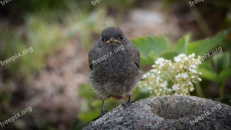 Rotschwaenzchen Bird Black Redstart Fluffy Songbird