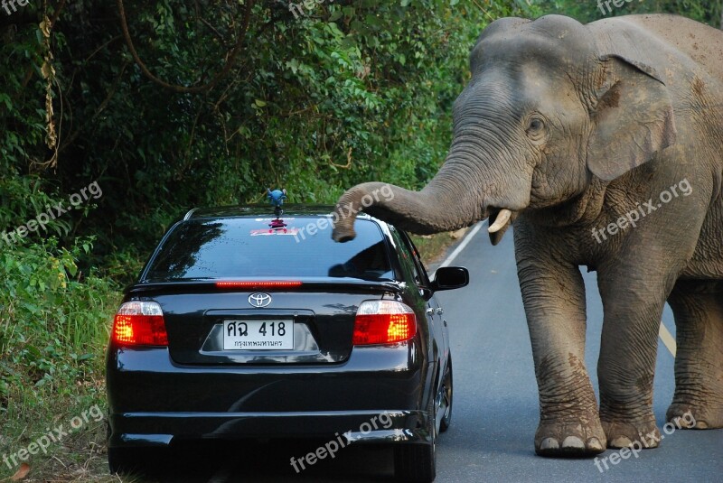 Elephant Auto Rainforest Thailand National Park