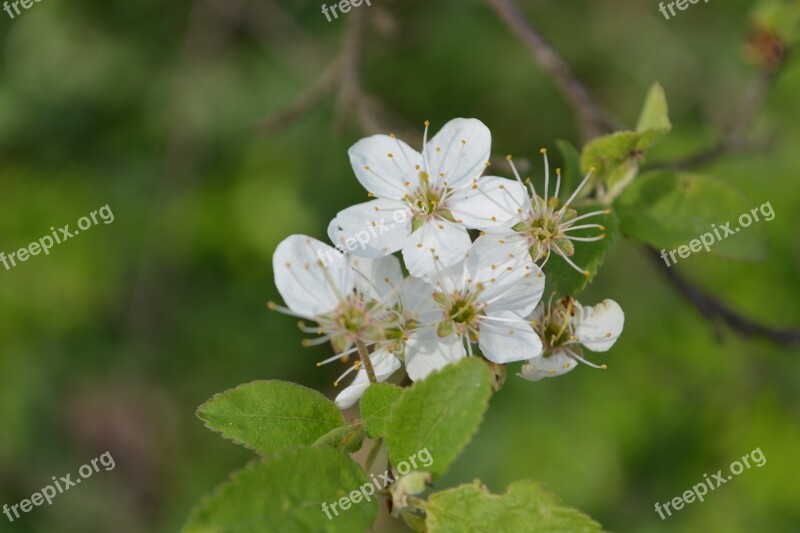 Blossom Bloom Plant White Macro