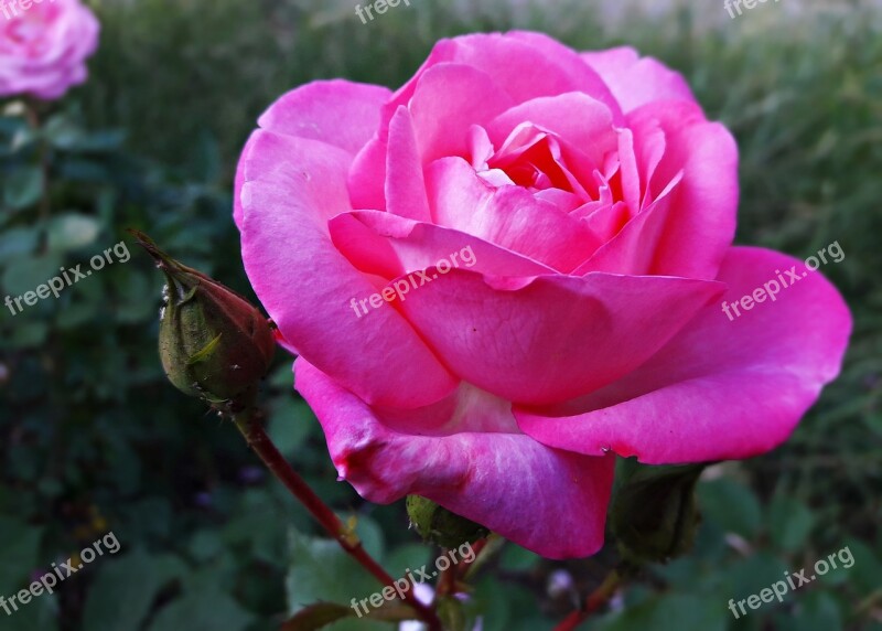 Flower Rose Pink Rose Petals Rose Flower