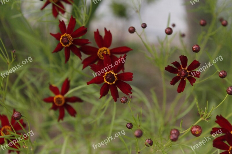 Red Flowers Flowers Autumn Nature Plants