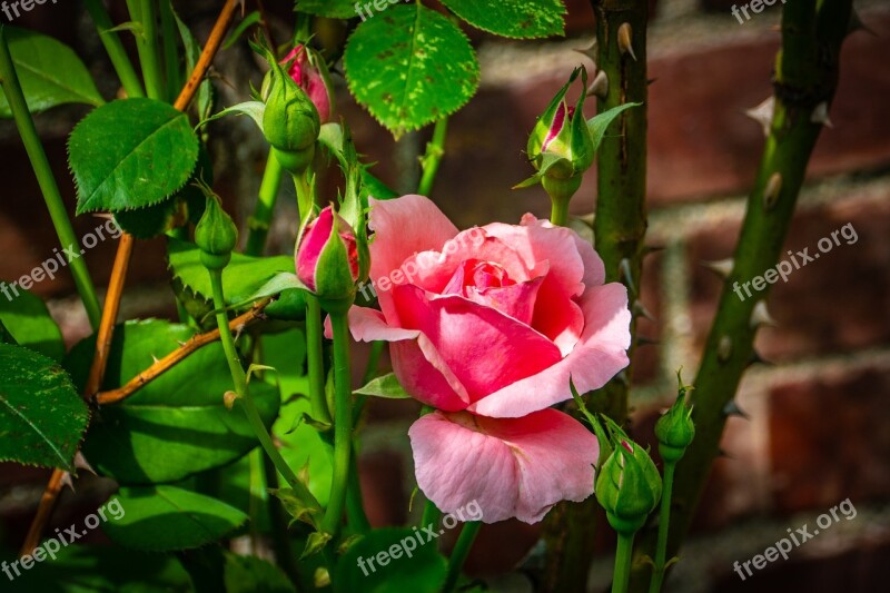 Rose Pink Flower Thorn Wall