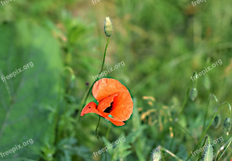 Wild Poppy The Puck Field Flowers Field Poppy Meadows