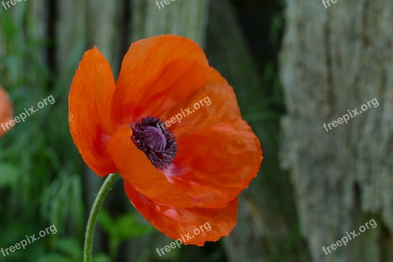 Oriental Poppy Flower Blooming Nature Orange