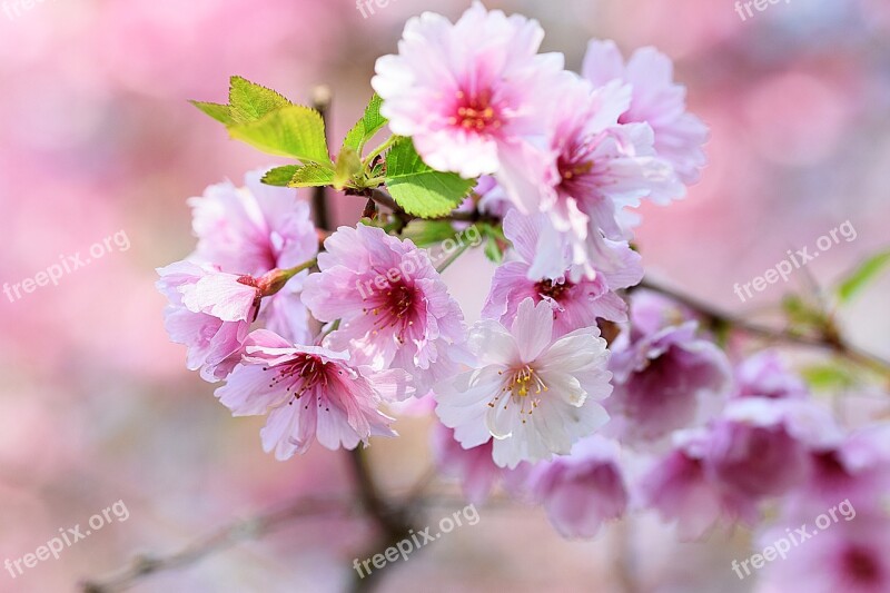 Apple Blossom Spring Branch Petal Macro