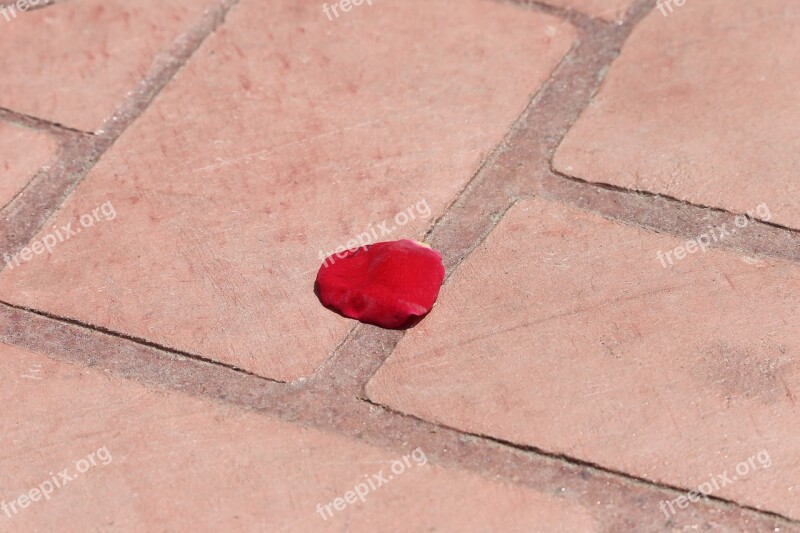 Corpus Christi Feast Red Rose Petal On The Floor Tradition Holiday Church