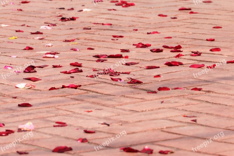 Corpus Christi Feast Rose Petals On The Floor Procession Tradition Holiday