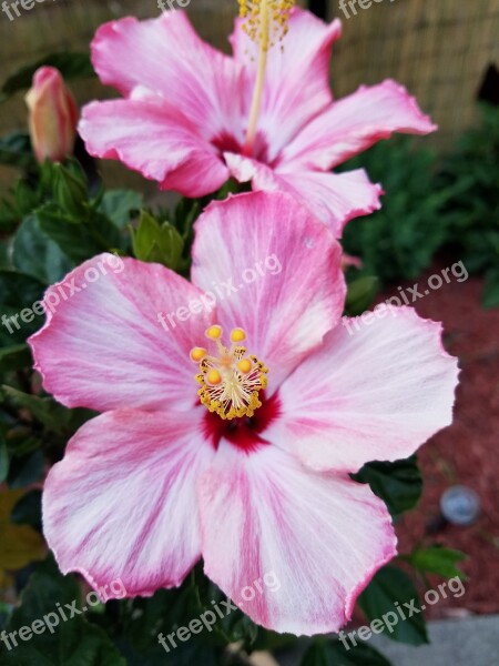 Flower Hibiscus Garden Summer Bloom