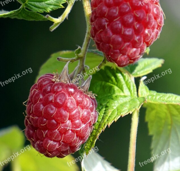 Raspberry Garden Harvest Ripe Free Photos