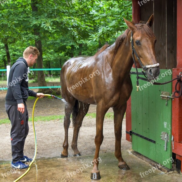 Horse Shower Wet Water Wash