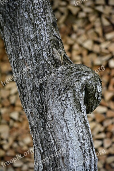 Tree Core Texture Wooden Material