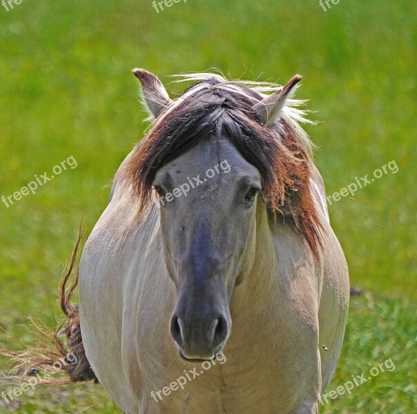 Koník Wild Horse Head Frontal Beige