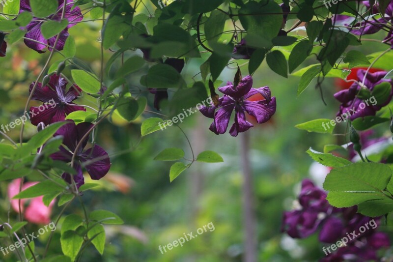 Clematis Creeper Flowering Clematis Spring Nature