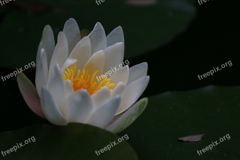 Water Lily Water Flower White Water Lily Aquatic Plant Basin