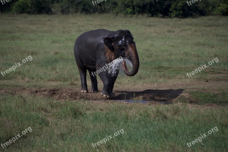 Elephant Drink Nature Mammal Elephants