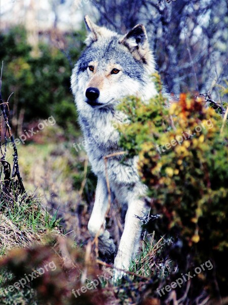 Wolf Wolves Gray Wild Wildlife