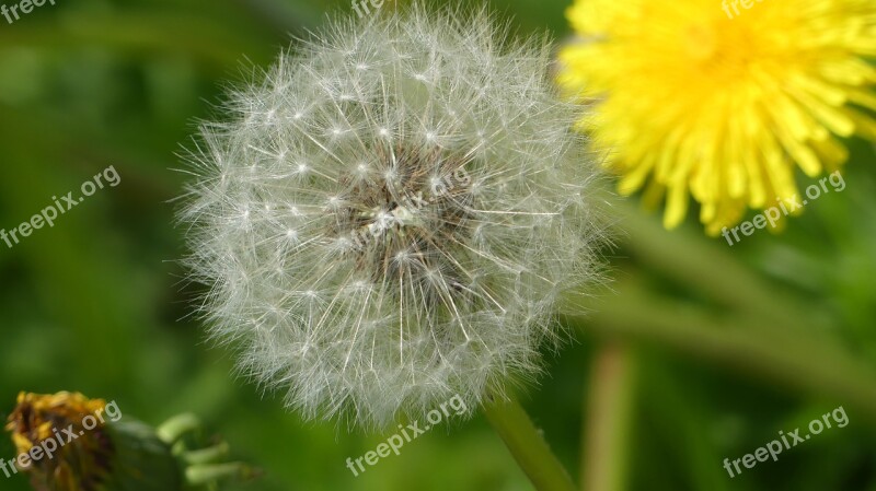 Dandelion Flower Common Dandelion Roadside Nature