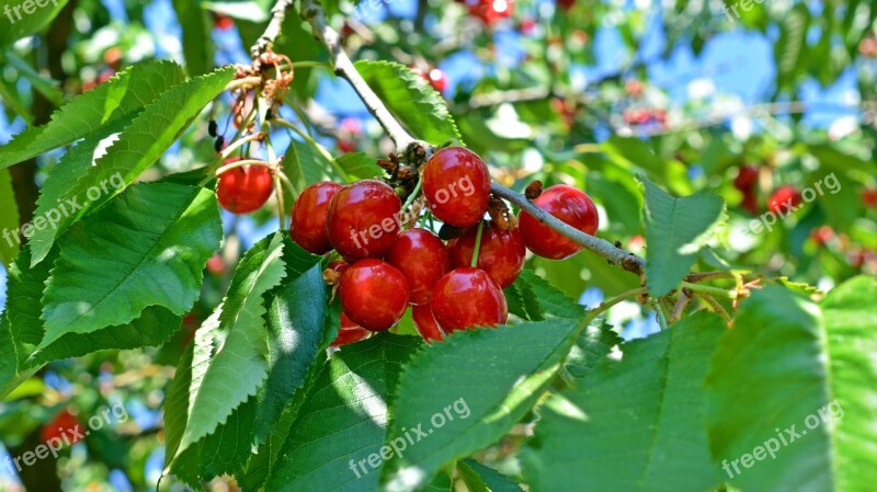 Cherries Fruit Sweet Cherries Garden Summer