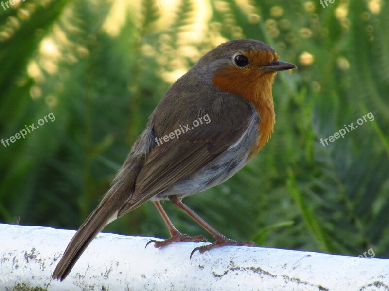 Robin Bird Wales Wildlife Birdwatching