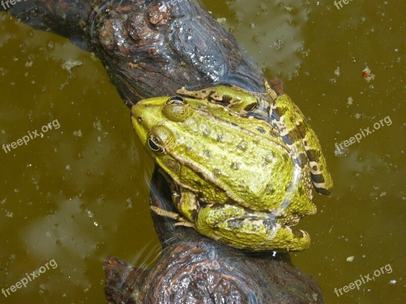 Frog Batrachian Pond Float Green Frog