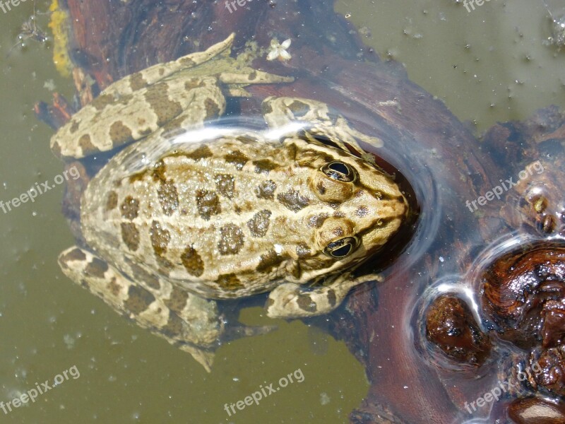 Frog Batrachian Pond Float Green Frog