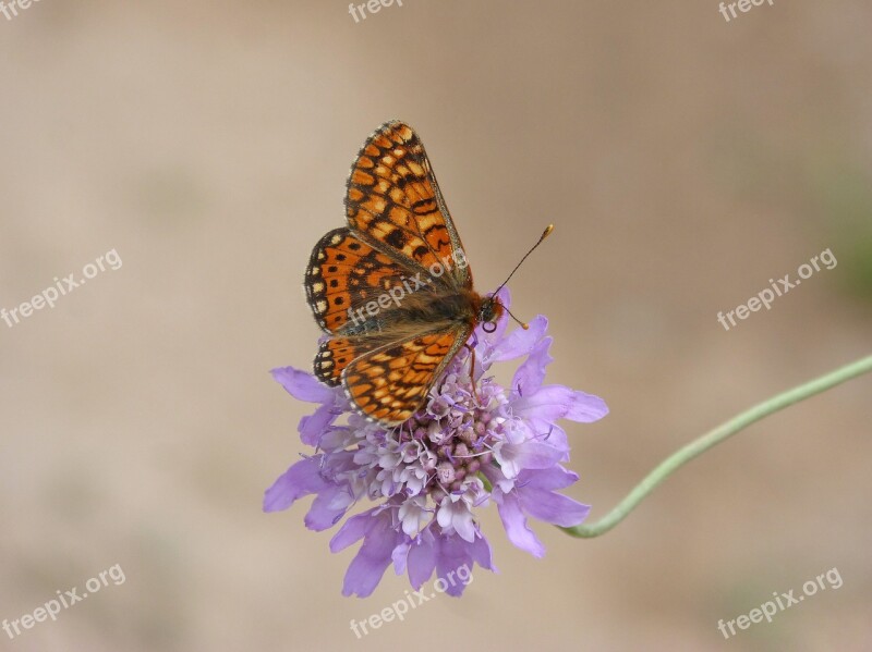 Butterfly Damero Knapweed Melitaea Phoebe Orange Butterfly Libar