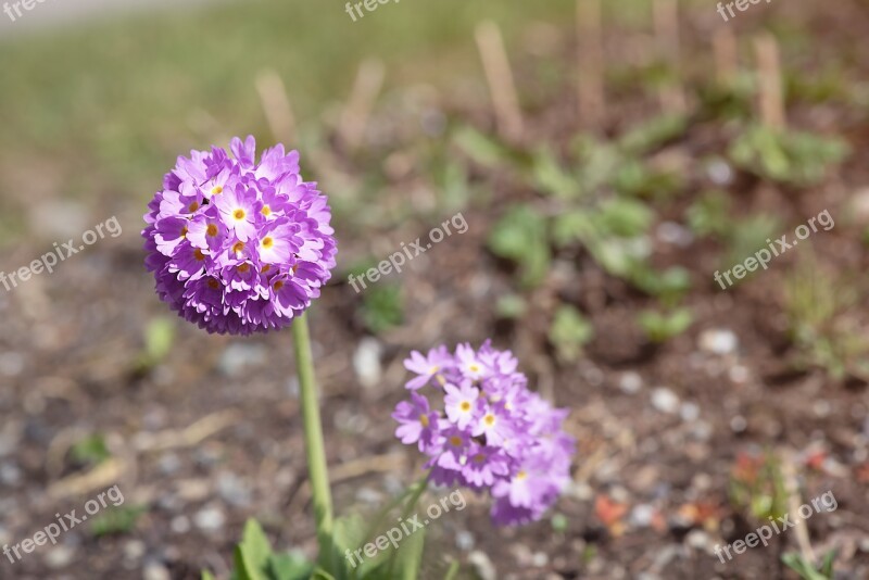 Primrose Drumstick Spring Garden Flower