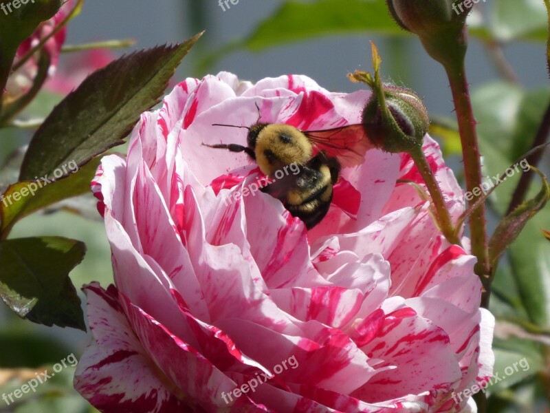 Rose Bumble Bee Flower Blossom Garden