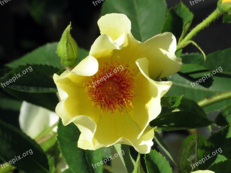 Flower Blossom Bloom Yellow Nature