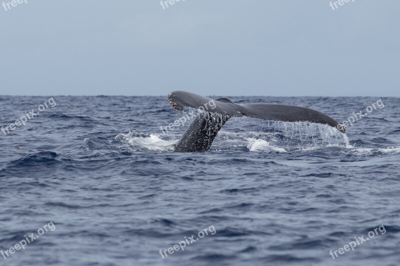 Whales Maui Humpback Ocean Tail