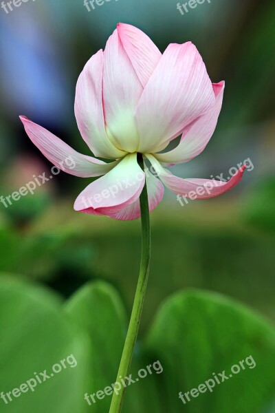 Kite Plants Lotus Pond Plants Pond