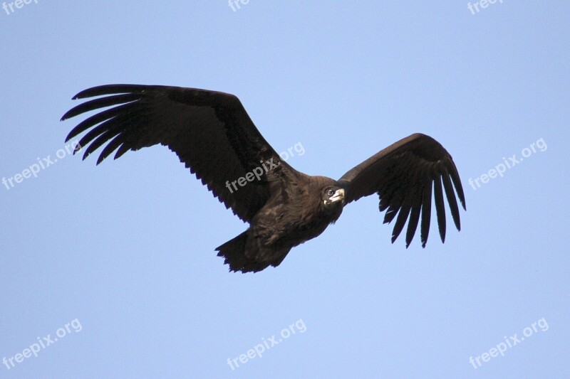 Nature Eagle Wing Sky Free Photos