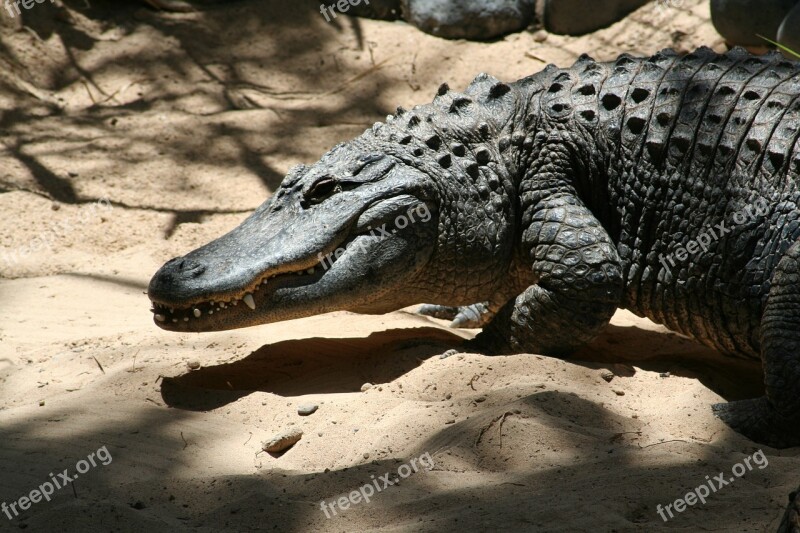 Crocodile Reptiles Animals Free Photos