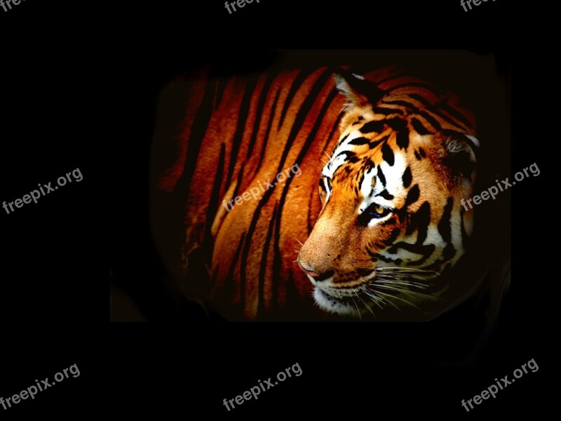 Tiger Wild Wildlife Animal Nature