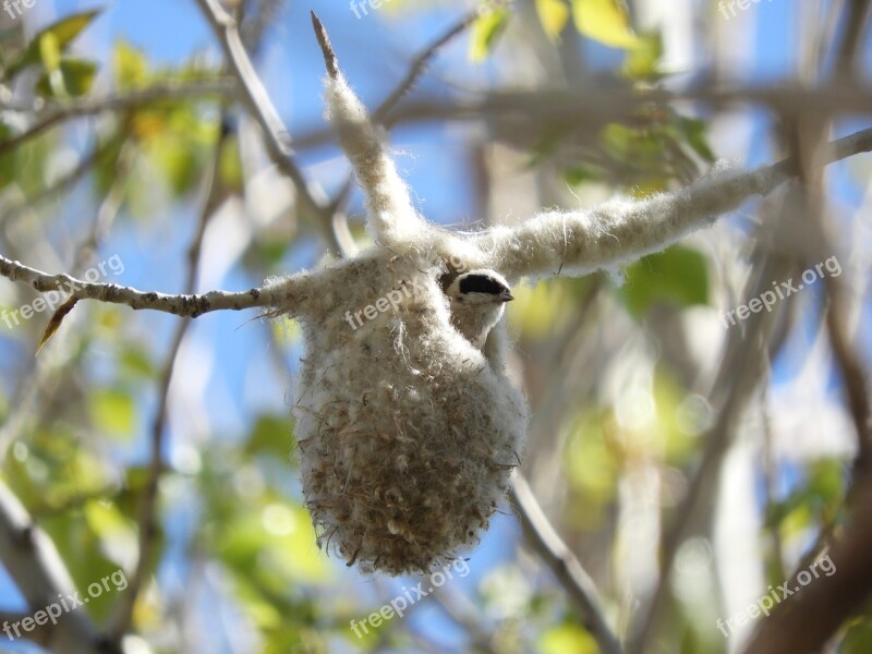 Nightingale Bird Canary Fly Nature