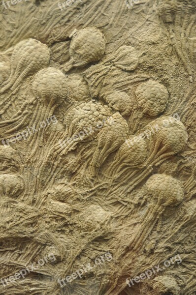 Crinoids Free Swimming Fossil Ocean Paleozoic