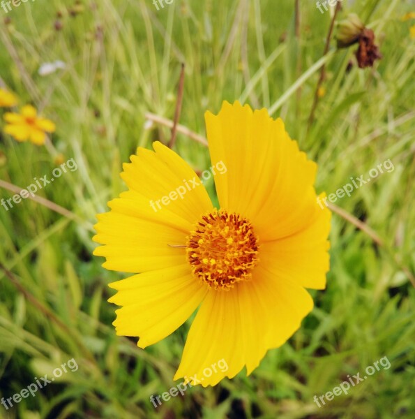 Nature Flower Coreopsis Free Photos