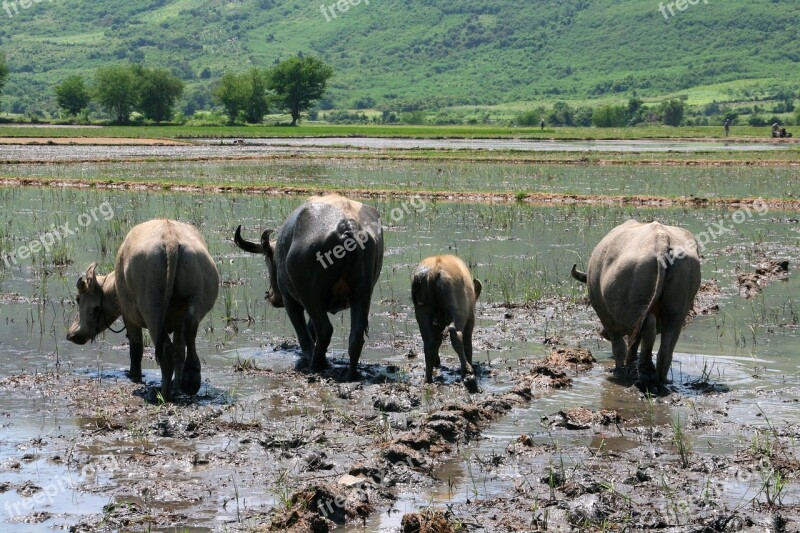 Viet Nam Animals Tropics Countryside Asia