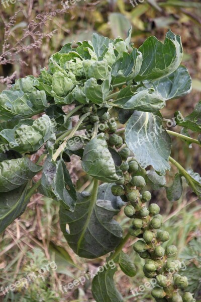 Brussels Sprouts Vegetables Autumn Kohl Green