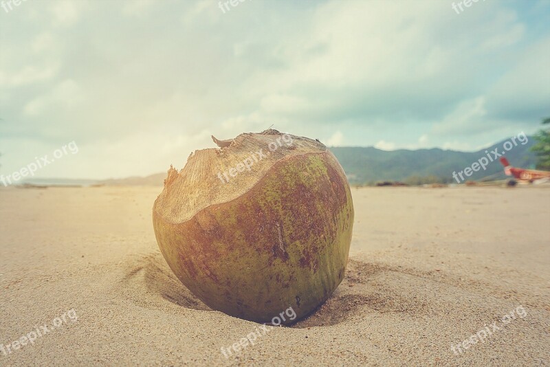 Coconut Caribbean Exotic Coconuts Palm