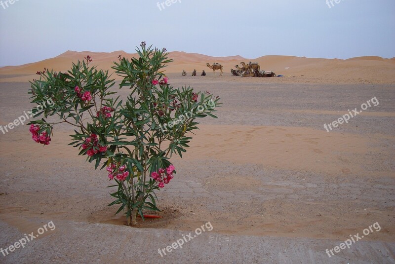 Desert Camels Morocco Wüstentour Nomad