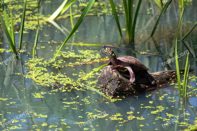 Turtle Painted Turtle Wild Wildlife Aquatic