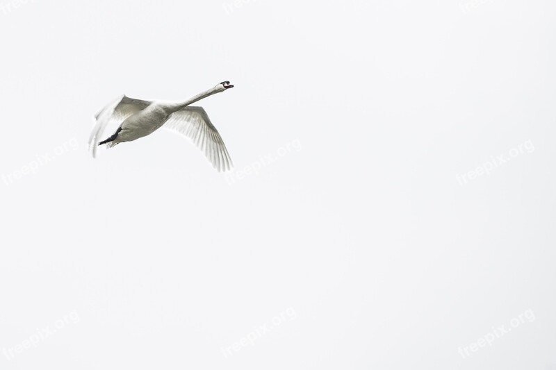 Swan Bird Swans Whooper Swan White Swan