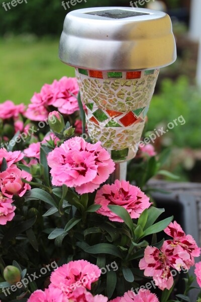 Flowers Lamp Lantern Bulbs Color