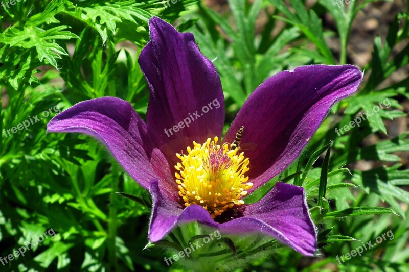 Flower Sasanka Nature Spring Closeup