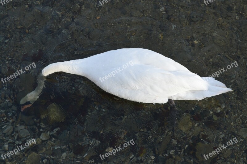 Swan Immersed Water Free Photos